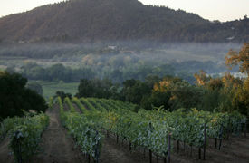 Dry Creek Valley in Sonoma